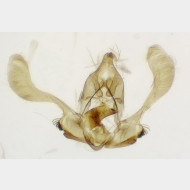 Pseudohermenias abietana m3
