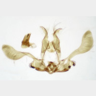 Pseudohermenias abietana m