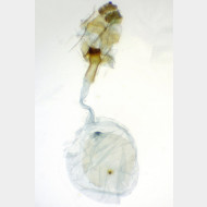 Pseudohermenias abietana w
