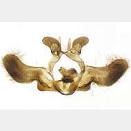 01 Rhopobota stagnana m