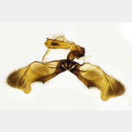 00 Rhyacionia pinivorana m