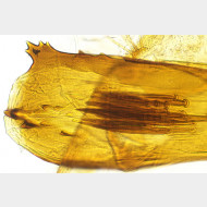 01 Rhyacionia pinivorana m a