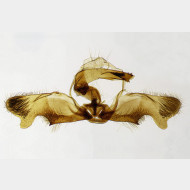 02 Rhyacionia pinivorana m