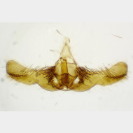 Selenodes karelica m