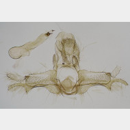 Spatalistis bifasciana m2