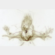 Spatalistis bifasciana m