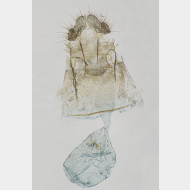 02 Spatalistis bifasciana w