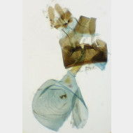 Spilonota laricana w