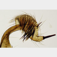 Spilonota ocellana m gr