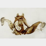 Spilonota ocellana m