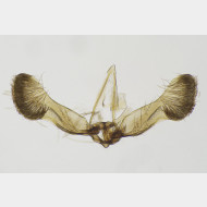 01 Strophedra weirana m