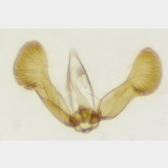 Strophedra weirana m