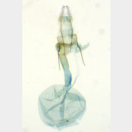 Thyraylia nana w1