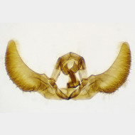 Zeiraphera griseana m