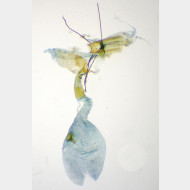 Zeiraphera griseana w2