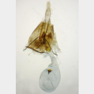 Zeiraphera griseana w7