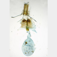 Zeiraphera griseana w