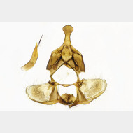 Zelotherses unitana m