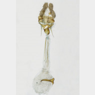 02 Zelotherses paleana w