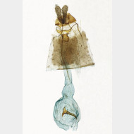 03 Zelotherses paleana w