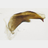 01 Zelotherses unitana m a gr