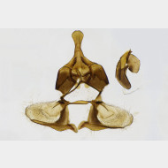 02 Zelotherses unitana m