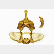 03 Zelotherses unitana m