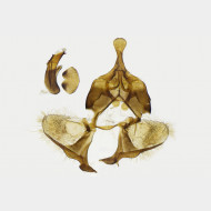 04 Zelotherses unitana m