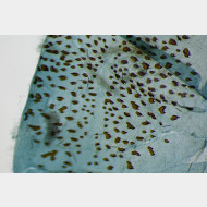 Zygaena carniolica w signum