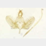Cedestis gysseleniella m