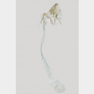 02 Ocnerostoma friesei w