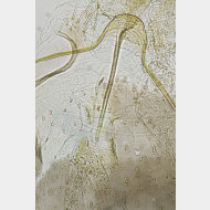 04 Ocnerostoma friesei w ostium