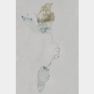 06 Ocnerostoma friesei w