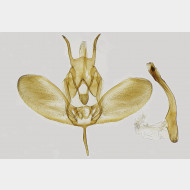 01 Ypsolopha dentella m