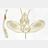 Ypsolopha dentella m