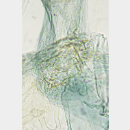 Achroia grisella w signum
