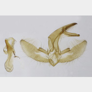 01 Agriphila inquinatella m