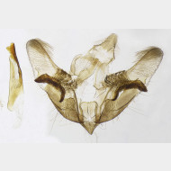 02 Anania crocealis m