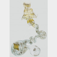 01 Anania stachydalis w