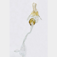 Anchinia daphnella w