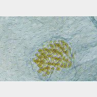 01 Apomyelois bistriatella w signum