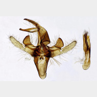 Catoptria combinella m