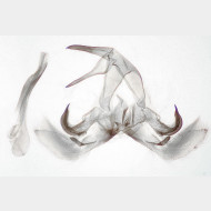 Catoptria pyramidellus m2