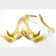 Catoptria pyramidellus m