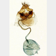 03 Catoptria pyramidellus w