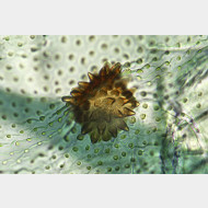 04 Catoptria pyramidellus w signum