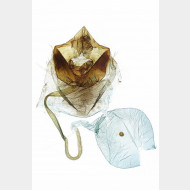05 Catoptria pyramidellus w