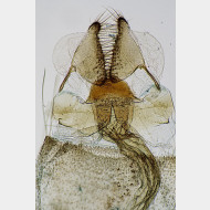 02 Catoptria verellus w antrum