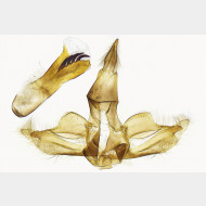 00 Chrysoteuchia culmella m