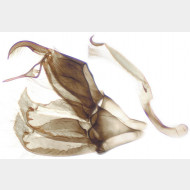05 Crambus lathoniellus m2